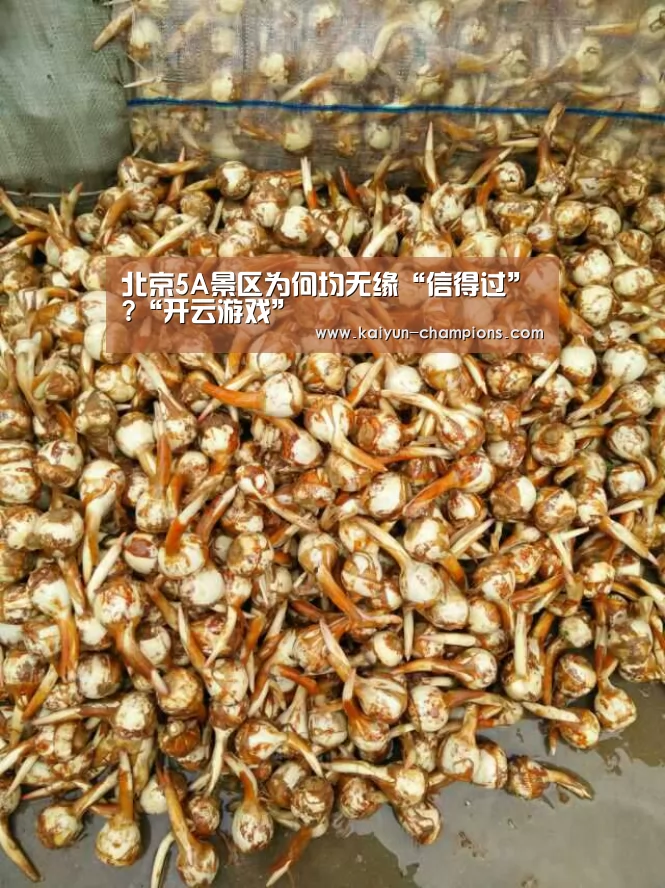 开云游戏