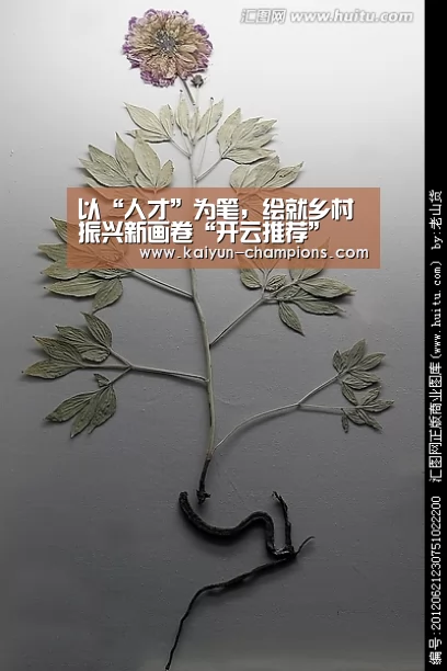 开云推荐