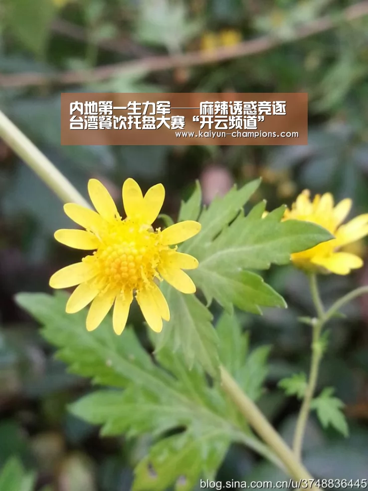 内地第一生力军——麻辣诱惑竞逐台湾餐饮托盘大赛“开云频道”(图3) 开云官网