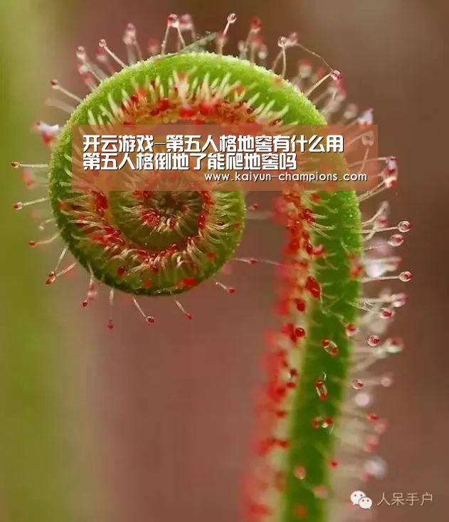 开云游戏-第五人格地窖有什么用 第五人格倒地了能爬地窖吗(图3) 开云推荐